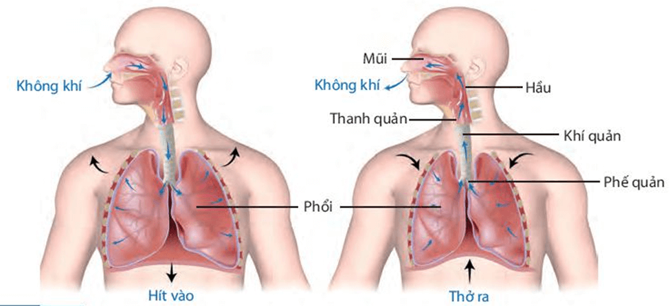 Lý thuyết KHTN 7 Kết nối tri thức Bài 28: Trao đổi khí ở sinh vật