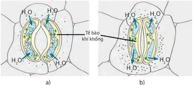 Lý thuyết KHTN 7 Kết nối tri thức Bài 30: Trao đổi nước và chất dinh dưỡng ở thực vật