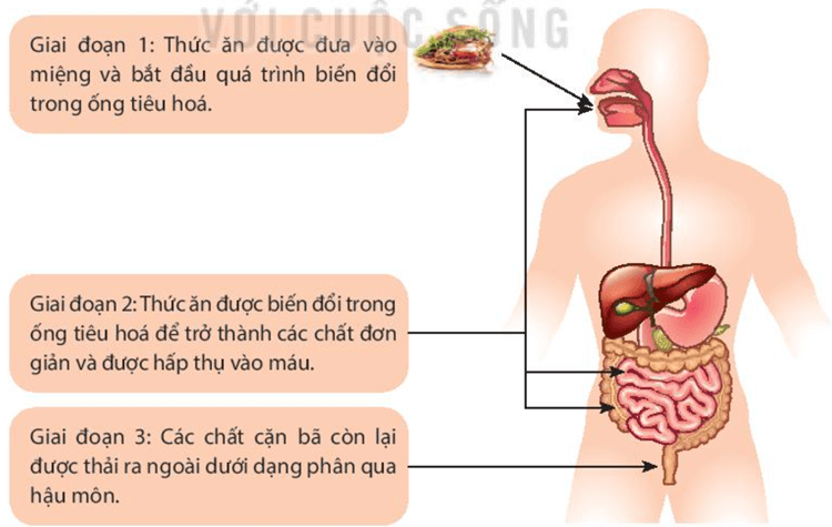 Lý thuyết KHTN 7 Kết nối tri thức Bài 31: Trao đổi nước và chất dinh dưỡng ở động vật