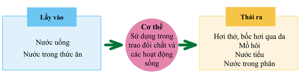 Lý thuyết KHTN 7 Kết nối tri thức Bài 31: Trao đổi nước và chất dinh dưỡng ở động vật