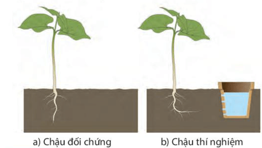 Lý thuyết KHTN 7 Kết nối tri thức Bài 35: Thực hành: Cảm ứng ở sinh vật