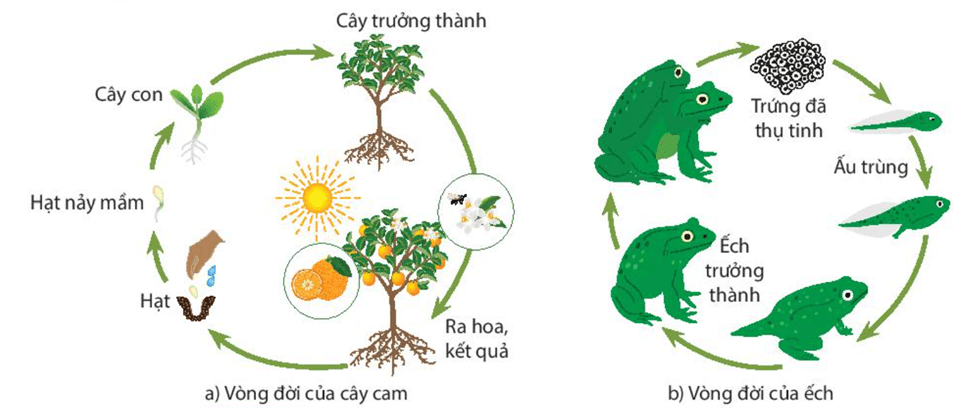 Lý thuyết KHTN 7 Kết nối tri thức Bài 36: Khái quát về sinh trưởng và phát triển ở sinh vật