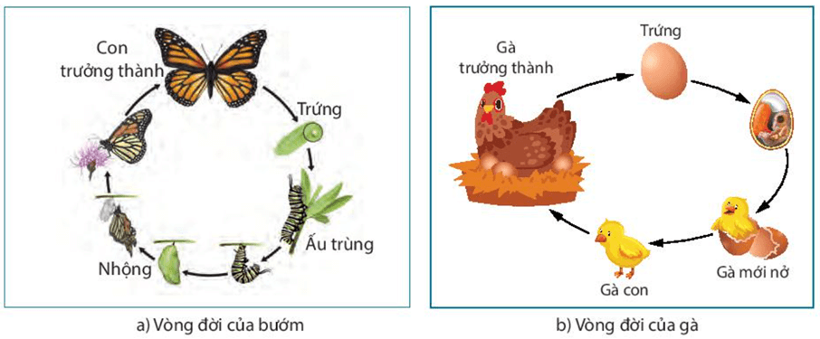 Lý thuyết KHTN 7 Kết nối tri thức Bài 38: Thực hành: Quan sát, mô tả sự sinh trưởng và phát triển ở một số sinh vật