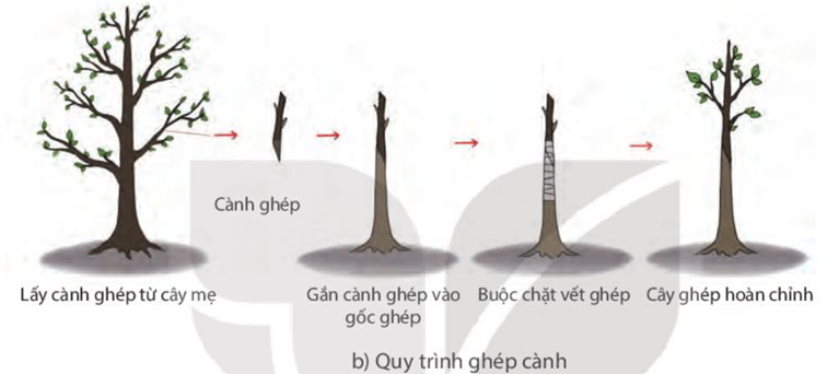 Lý thuyết KHTN 7 Kết nối tri thức Bài 39: Sinh sản vô tính ở sinh vật