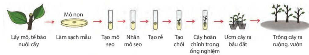 Lý thuyết KHTN 7 Kết nối tri thức Bài 39: Sinh sản vô tính ở sinh vật