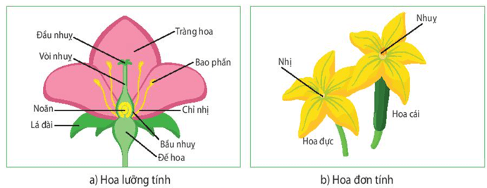 Lý thuyết KHTN 7 Kết nối tri thức Bài 40: Sinh sản hữu tính ở sinh vật