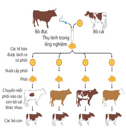 Lý thuyết KHTN 7 Kết nối tri thức Bài 41: Một số yếu tố ảnh hưởng và điều hòa, điều khiển sinh sản ở sinh vật