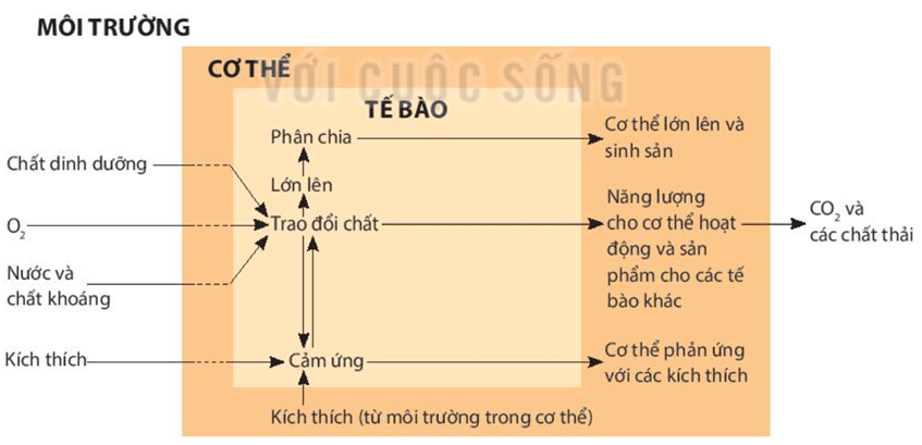 Lý thuyết KHTN 7 Kết nối tri thức Bài 42: Cơ thể sinh vật là một thể thống nhất