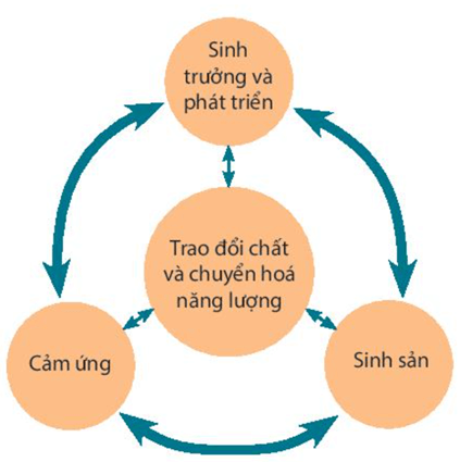 Lý thuyết KHTN 7 Kết nối tri thức Bài 42: Cơ thể sinh vật là một thể thống nhất