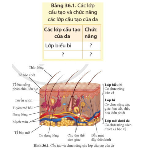 Quan sát hình 36.1 nêu tên các lớp cấu tạo của da và chức năng của mỗi lớp cấu tạo theo mẫu sau