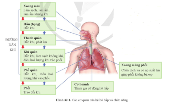 Quan sát hình 32.1 và cho biết hệ hô hấp gồm những cơ quan nào. Mỗi cơ quan có chức năng gì? 