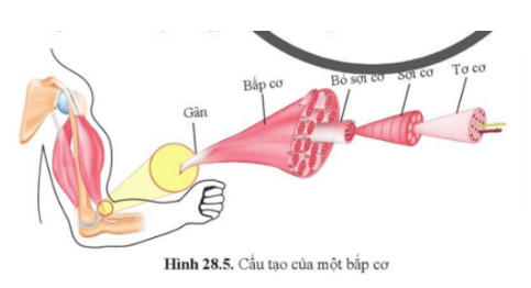 Quan sát hình 28.5 nêu cấu tạo của một bắp cơ