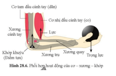 Quan sát hình 28.6 và dựa vào nguyên tắc đòn bẩy cho biết cơ xương khớp phối hợp với nhau như thế nào