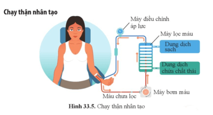 Quan sát hình 33.5 và cho biết đường di chuyển của máu trong máy chạy thận nhân tạo