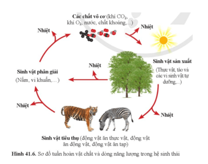 Quan sát hình 41.6 mô tả quá trình trao đổi vật chất và chuyển hóa năng lượng trong hệ sinh thái