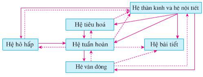 Lý thuyết KHTN 8 Cánh diều Bài 27: Khái quát về cơ thể người