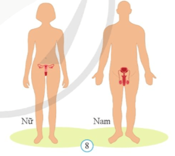 Lý thuyết KHTN 8 Cánh diều Bài 27: Khái quát về cơ thể người