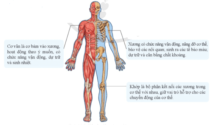 Lý thuyết KHTN 8 Cánh diều Bài 28: Hệ vận động ở người