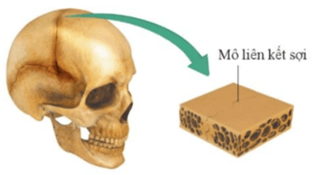 Lý thuyết KHTN 8 Cánh diều Bài 28: Hệ vận động ở người