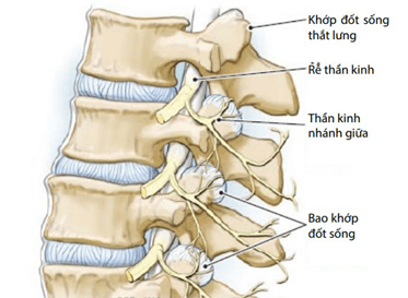 Lý thuyết KHTN 8 Cánh diều Bài 28: Hệ vận động ở người