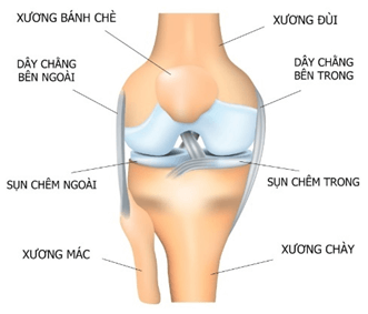 Lý thuyết KHTN 8 Cánh diều Bài 28: Hệ vận động ở người