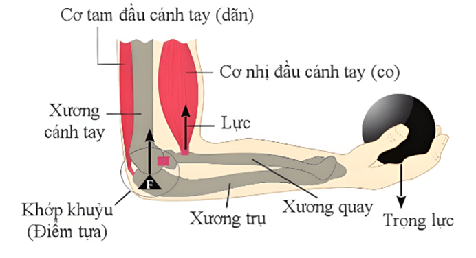 Lý thuyết KHTN 8 Cánh diều Bài 28: Hệ vận động ở người