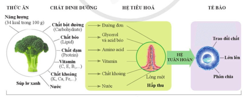 Lý thuyết KHTN 8 Cánh diều Bài 29: Dinh dưỡng và tiêu hóa ở người