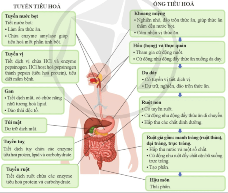 Lý thuyết KHTN 8 Cánh diều Bài 29: Dinh dưỡng và tiêu hóa ở người