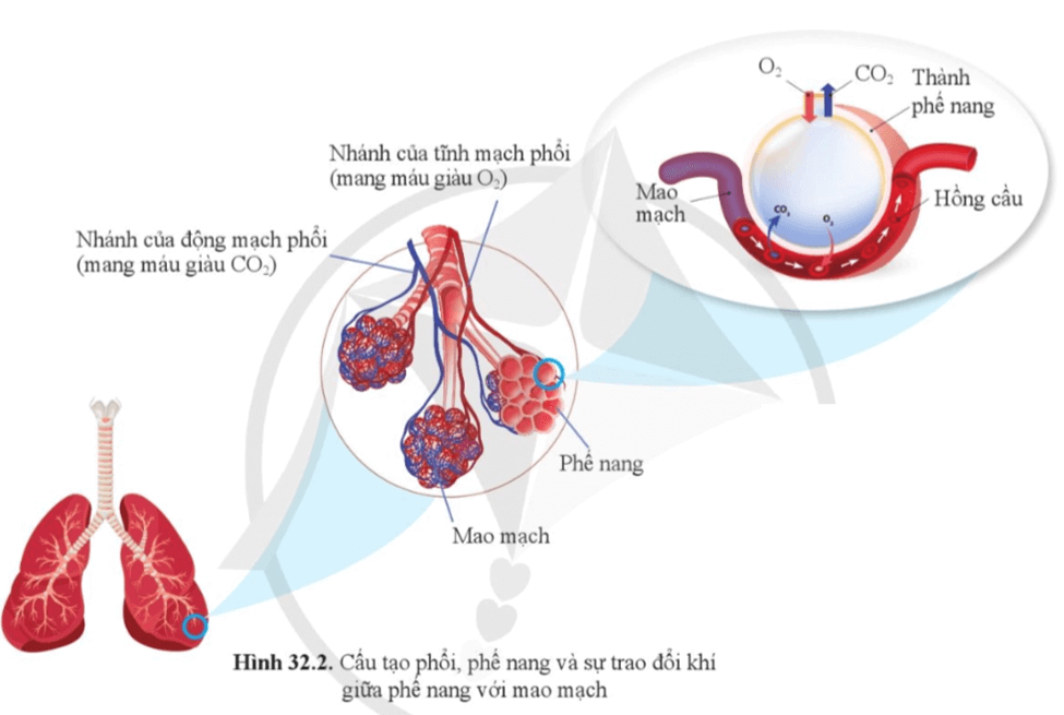 Lý thuyết KHTN 8 Cánh diều Bài 32: Hệ hô hấp ở người