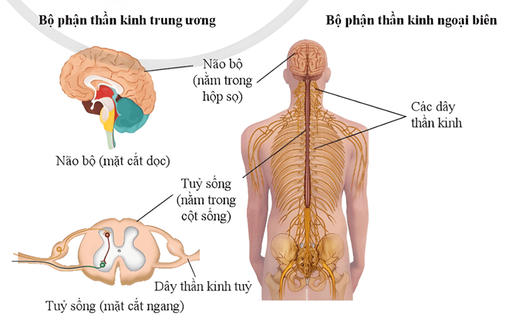 Lý thuyết KHTN 8 Cánh diều Bài 34: Hệ thần kinh và các giác quan ở người