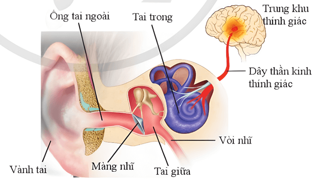 Lý thuyết KHTN 8 Cánh diều Bài 34: Hệ thần kinh và các giác quan ở người