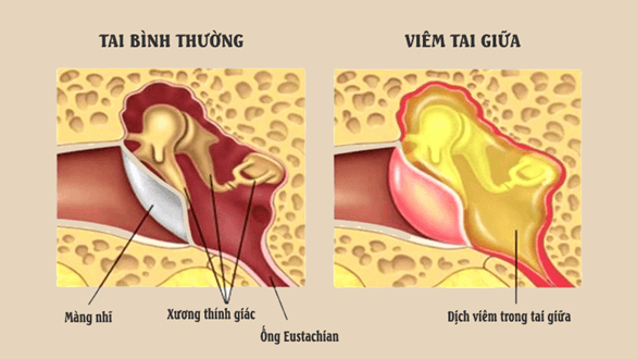 Lý thuyết KHTN 8 Cánh diều Bài 34: Hệ thần kinh và các giác quan ở người