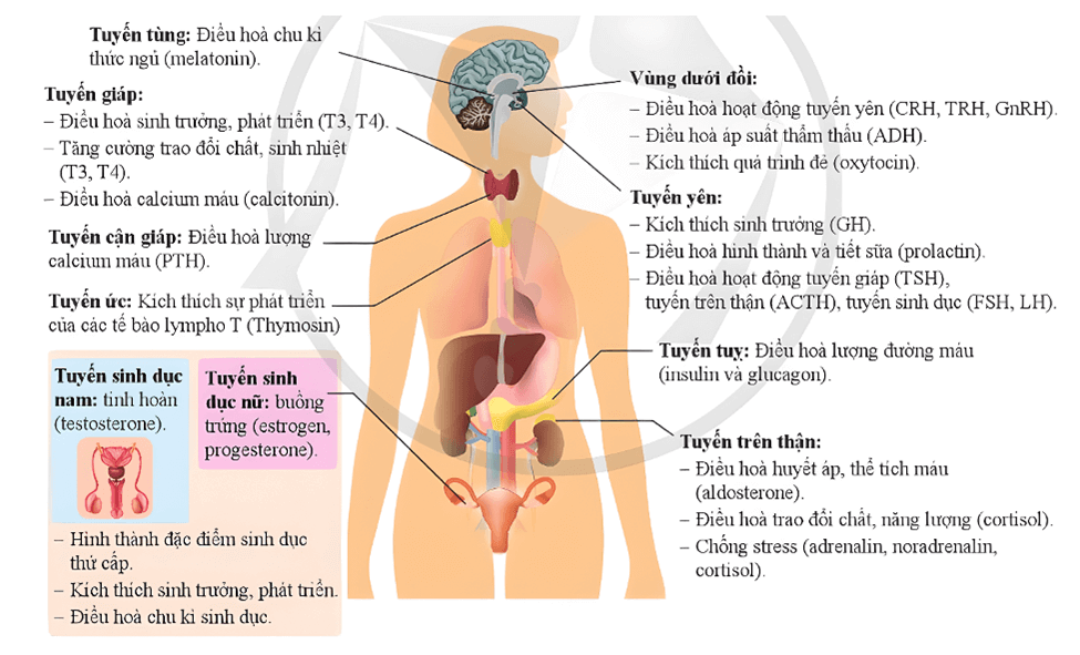 Lý thuyết KHTN 8 Cánh diều Bài 35: Hệ nội tiết ở người