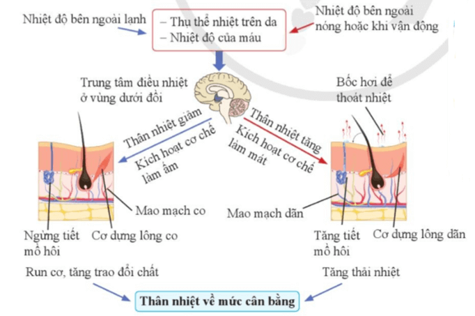 Lý thuyết KHTN 8 Cánh diều Bài 36: Da và điều hòa thân nhiệt ở người