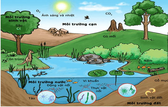 Lý thuyết KHTN 8 Cánh diều Bài 38: Môi trường và các nhân tố sinh thái