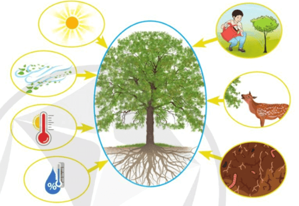 Lý thuyết KHTN 8 Cánh diều Bài 38: Môi trường và các nhân tố sinh thái