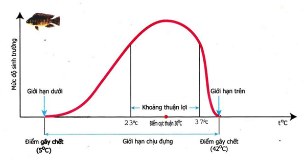 Lý thuyết KHTN 8 Cánh diều Bài 38: Môi trường và các nhân tố sinh thái