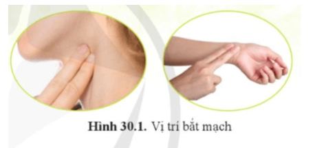 Em hãy ngồi yên lặng đặt ngón tay trỏ và ngón tay giữa lên cổ hoặc cổ tay hình 30.1