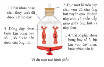 Hình bên minh họa một mô hình phổi. Dựa vào kiến thức đã học về hô hấp hãy giải thích