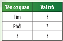 Quan sát Hình 29.1, hãy liệt kê một số cơ quan trong cơ thể người