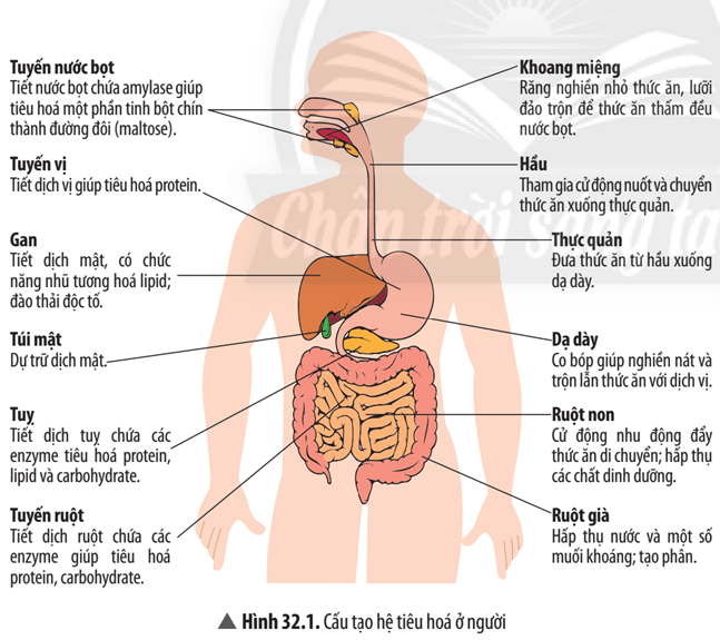 Quan sát Hình 32.1, hãy Trình bày sự phối hợp hoạt động của các cơ quan trong hệ tiêu hóa