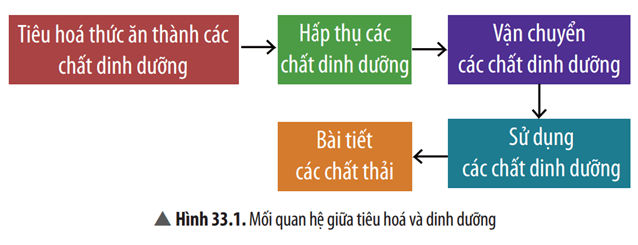 Dựa vào thông tin và Hình 33.1, nêu mối quan hệ giữa tiêu hóa và dinh dưỡng