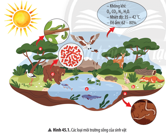 Xác định các loại môi trường có trong Hình 45.1 bằng cách hoàn thành