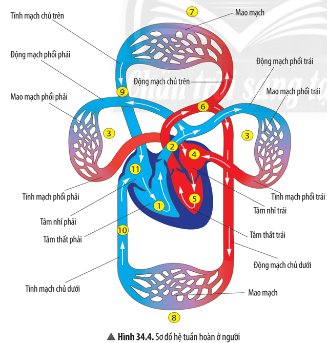 Quan sát Hình 34.4 về sơ đồ hệ tuần hoàn ở người và thực hiện các yêu cầu sau