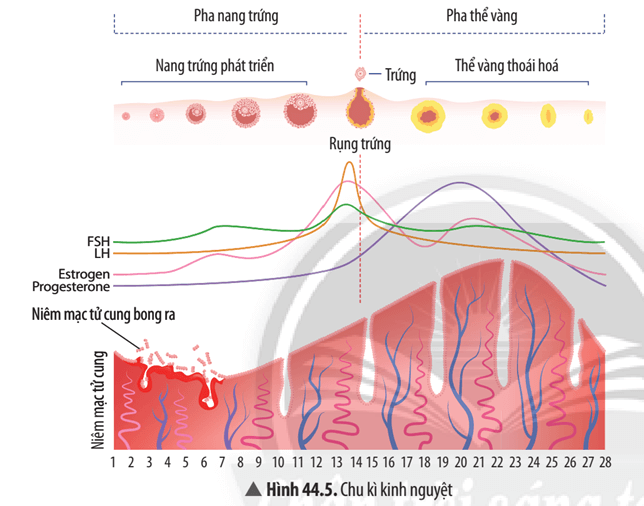 Quan sát Hình 44.5, hãy mô tả sự thay đổi của niêm mạc tử cung