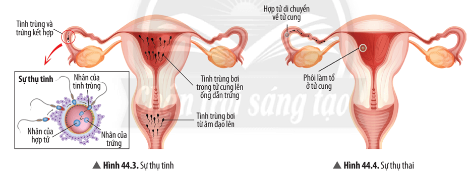 Dựa vào Hình 44.3 và 44.4, cho biết những điều kiện cần cho sự thụ tinh