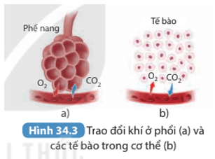 Quan sát Hình 34.3 mô tả sự trao đổi khí ở phổi và ở tế bào