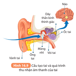 Đọc thông tin và quan sát Hình 16.9 thực hiện các yêu cầu sau