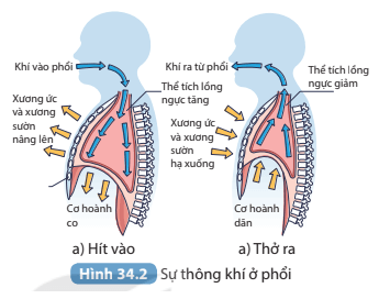 Quan sát Hình 34.2 mô tả hoạt động của cơ xương và sự thay đổi thể tích lồng ngực