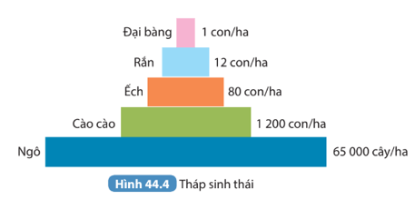 Quan sát Hình 44.4 cho biết đây là loại tháp sinh thái nào